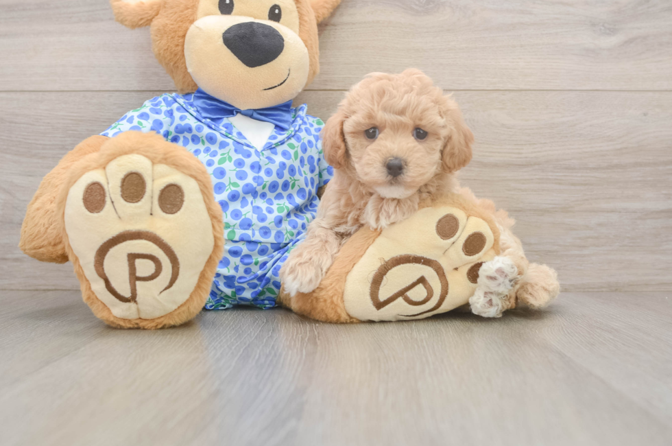 6 week old Maltipoo Puppy For Sale - Lone Star Pups