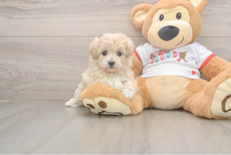 Maltipoo Puppy for Adoption