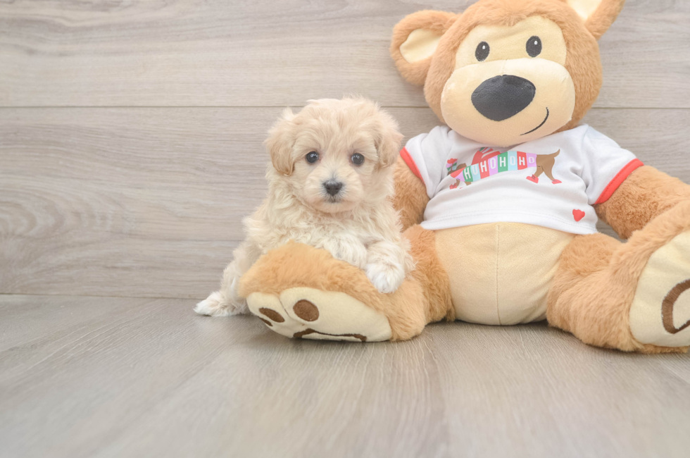 5 week old Maltipoo Puppy For Sale - Lone Star Pups