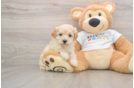Best Maltipoo Baby