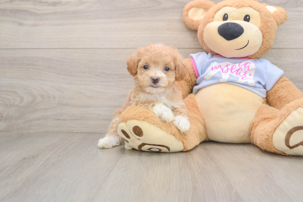 Popular Maltipoo Poodle Mix Pup