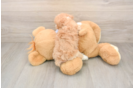 Maltipoo Puppy for Adoption