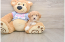 Petite Maltipoo Poodle Mix Pup