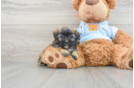 Small Maltipoo Baby