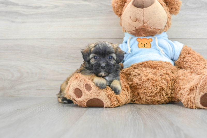 Meet Carla - our Maltipoo Puppy Photo 1/3 - Lone Star Pups