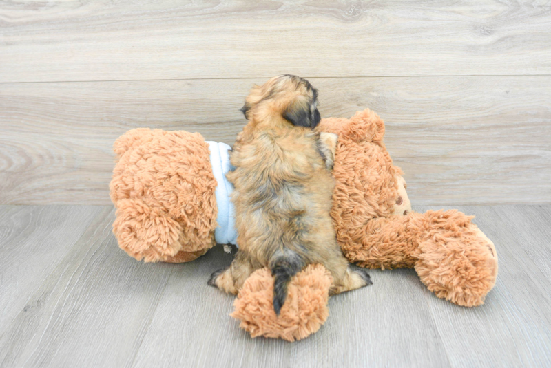 Meet Carla - our Maltipoo Puppy Photo 2/3 - Lone Star Pups