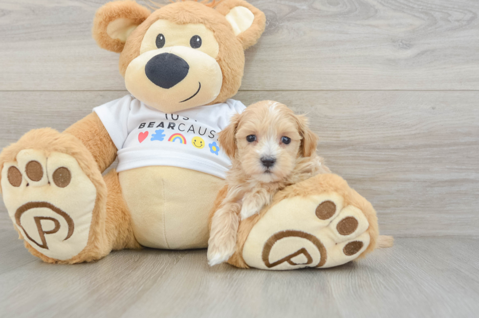 6 week old Maltipoo Puppy For Sale - Lone Star Pups