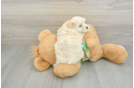 Popular Maltipoo Poodle Mix Pup