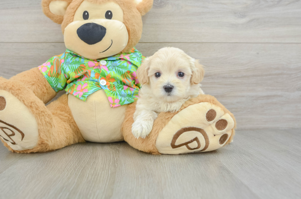 5 week old Maltipoo Puppy For Sale - Lone Star Pups