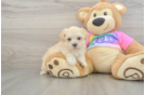 Maltipoo Puppy for Adoption