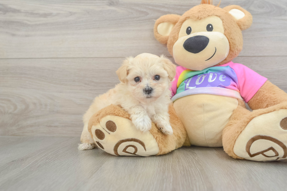 Maltipoo Puppy for Adoption