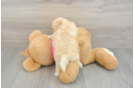 Best Maltipoo Baby