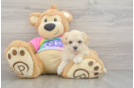 Maltipoo Pup Being Cute