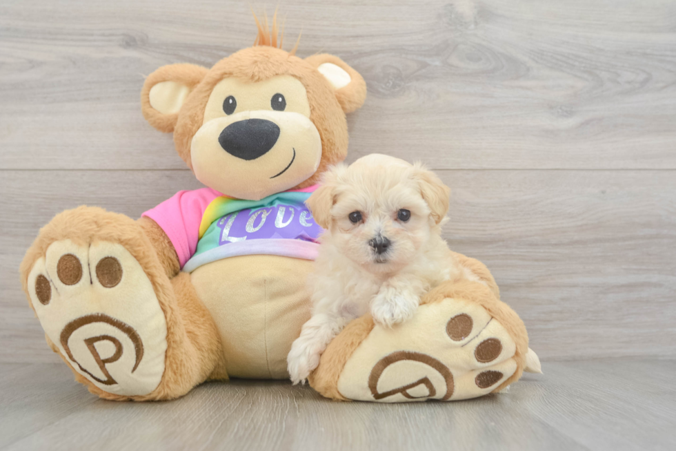 Maltipoo Pup Being Cute