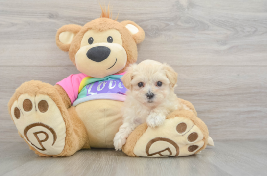 Maltipoo Pup Being Cute