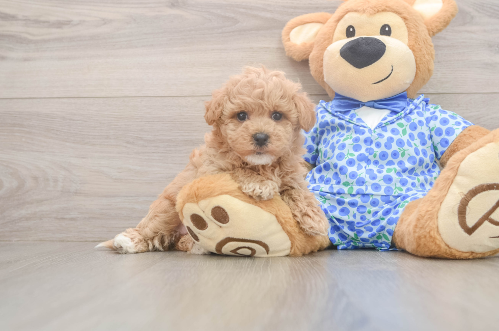 6 week old Maltipoo Puppy For Sale - Lone Star Pups