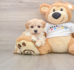 7 week old Maltipoo Puppy For Sale - Lone Star Pups