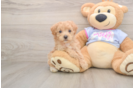 Maltipoo Puppy for Adoption