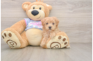 Best Maltipoo Baby