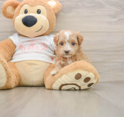6 week old Maltipoo Puppy For Sale - Lone Star Pups