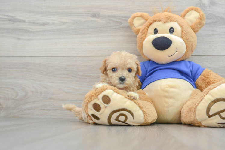 Maltipoo Pup Being Cute