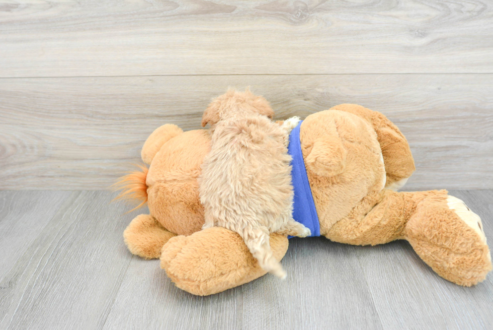 Maltipoo Puppy for Adoption