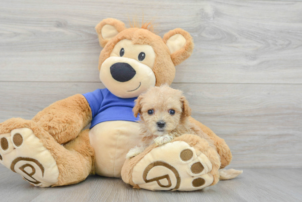 Cute Maltipoo Baby