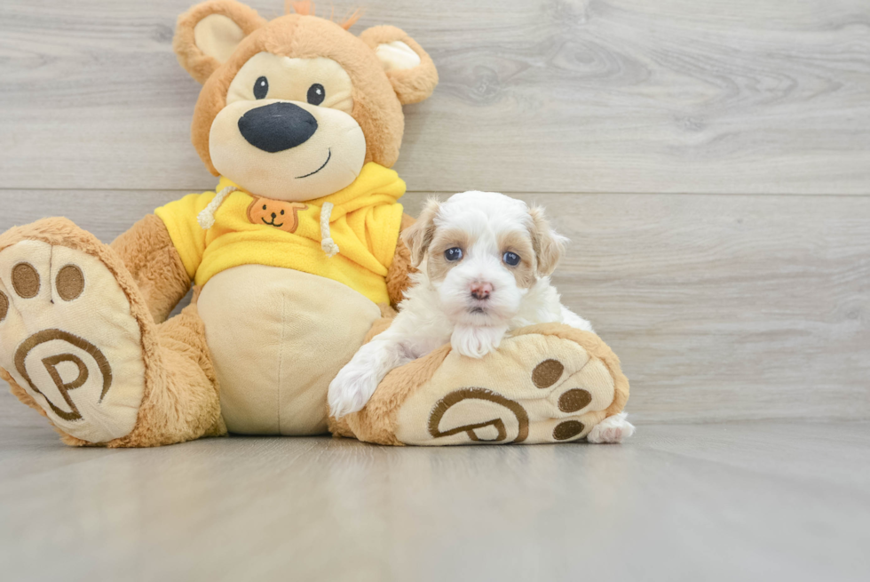 Maltipoo Puppy for Adoption