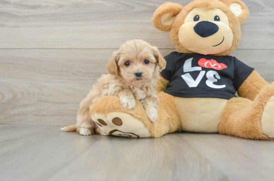 Maltipoo Pup Being Cute