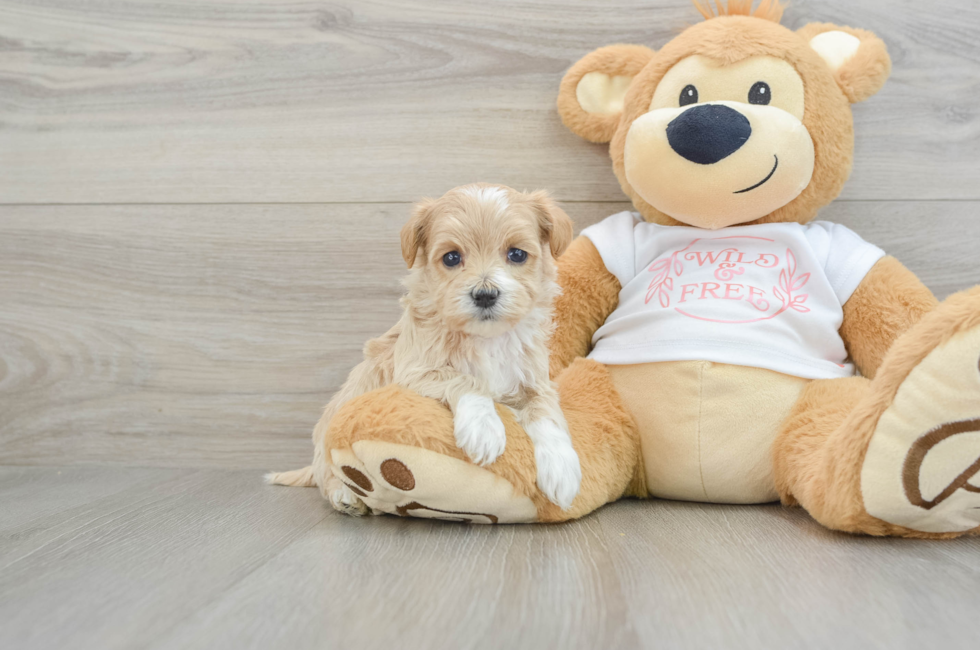 5 week old Maltipoo Puppy For Sale - Lone Star Pups