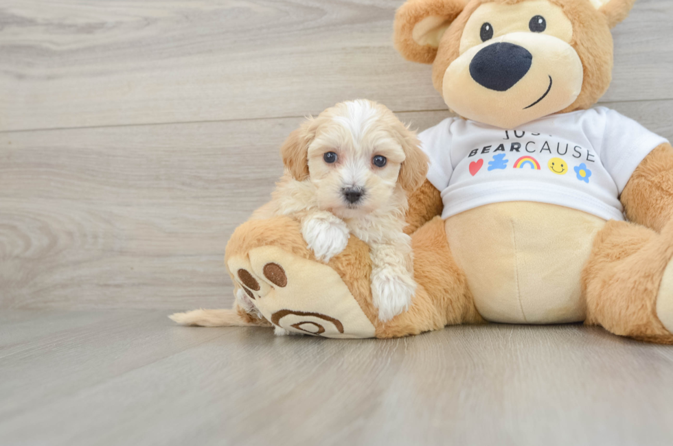 6 week old Maltipoo Puppy For Sale - Lone Star Pups