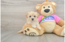 Small Maltipoo Baby