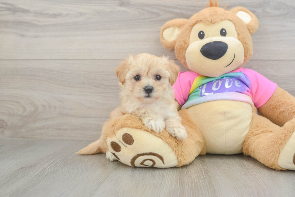 Small Maltipoo Baby