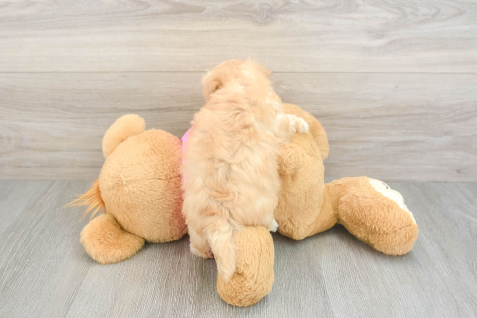 Energetic Maltese Poodle Poodle Mix Puppy