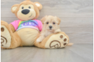 Maltipoo Pup Being Cute