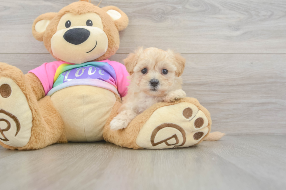 Maltipoo Pup Being Cute