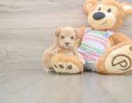6 week old Maltipoo Puppy For Sale - Lone Star Pups