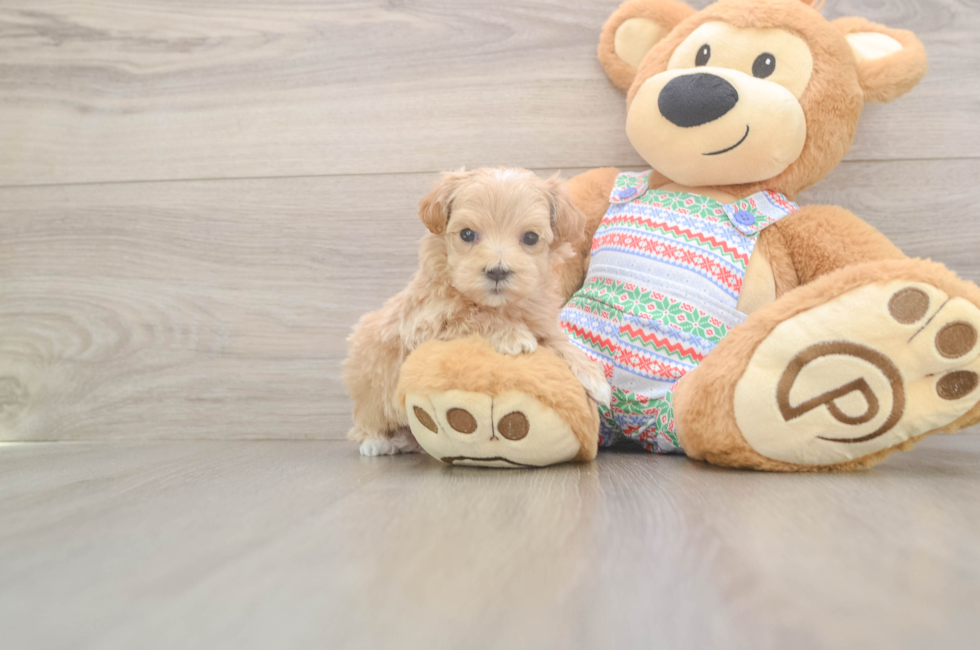 5 week old Maltipoo Puppy For Sale - Lone Star Pups