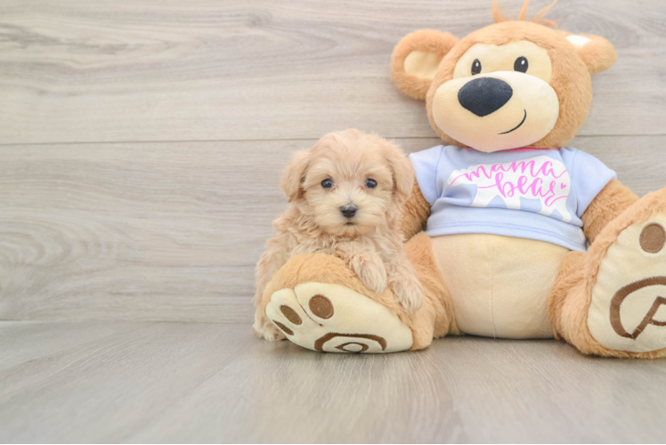 Best Maltipoo Baby