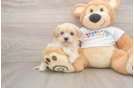 Small Maltipoo Baby