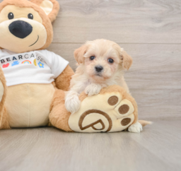 7 week old Maltipoo Puppy For Sale - Lone Star Pups