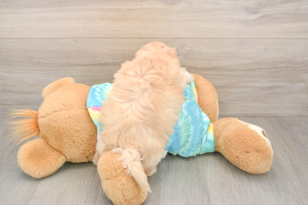Best Maltipoo Baby
