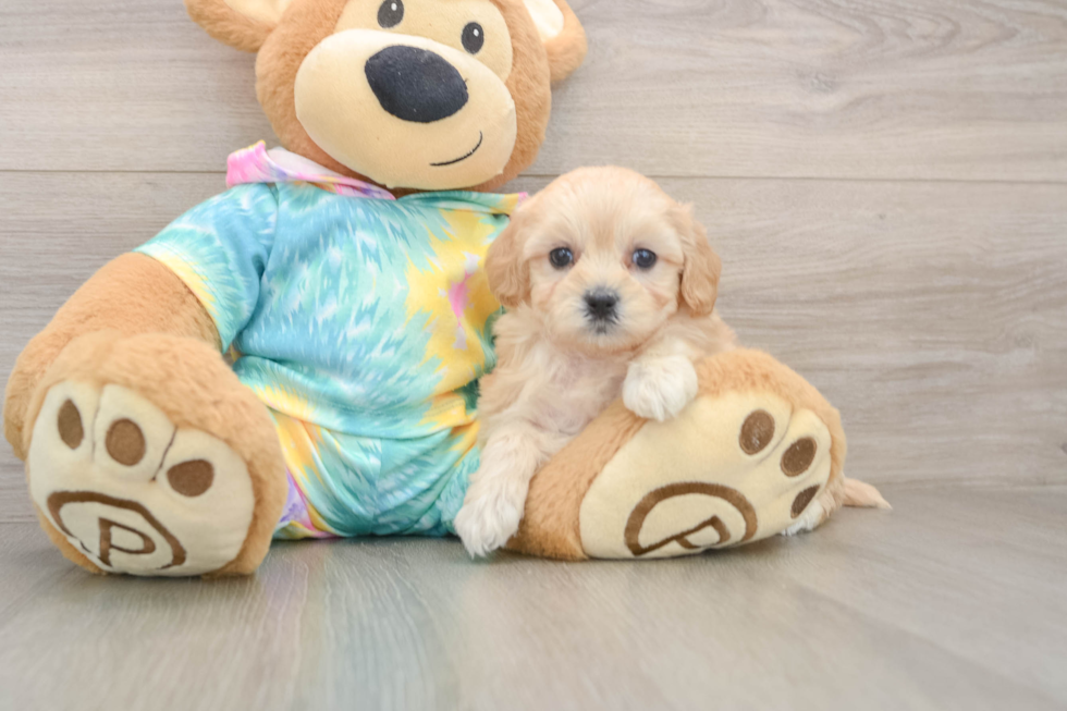 Friendly Maltipoo Baby