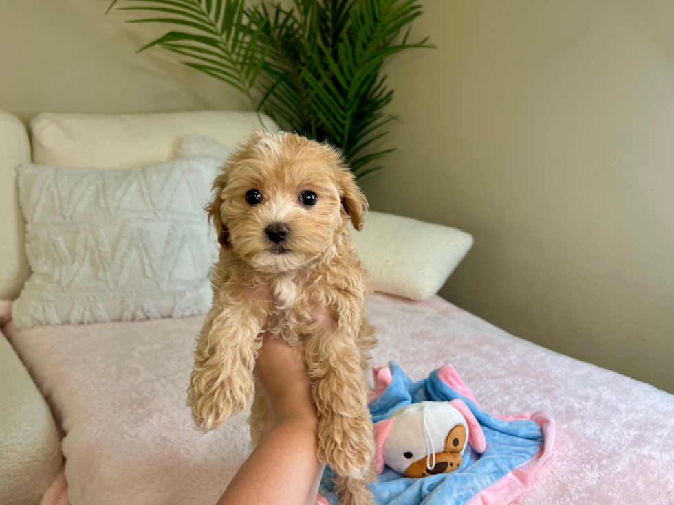 Cute Maltipoo Poodle Mix Pup