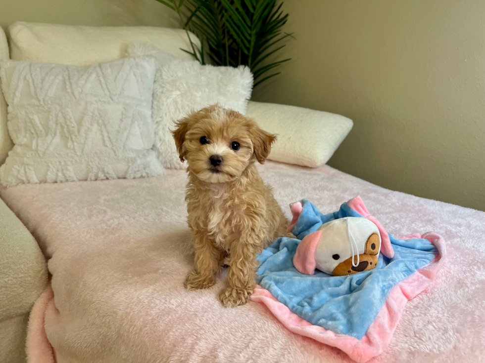 Maltipoo Puppy for Adoption