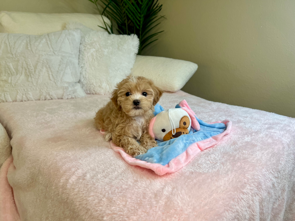 Cute Maltipoo Baby