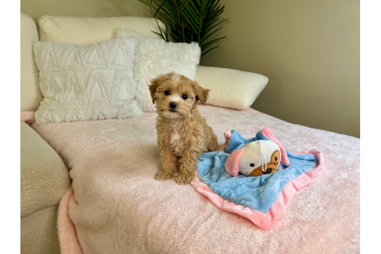 Maltipoo Puppy for Adoption