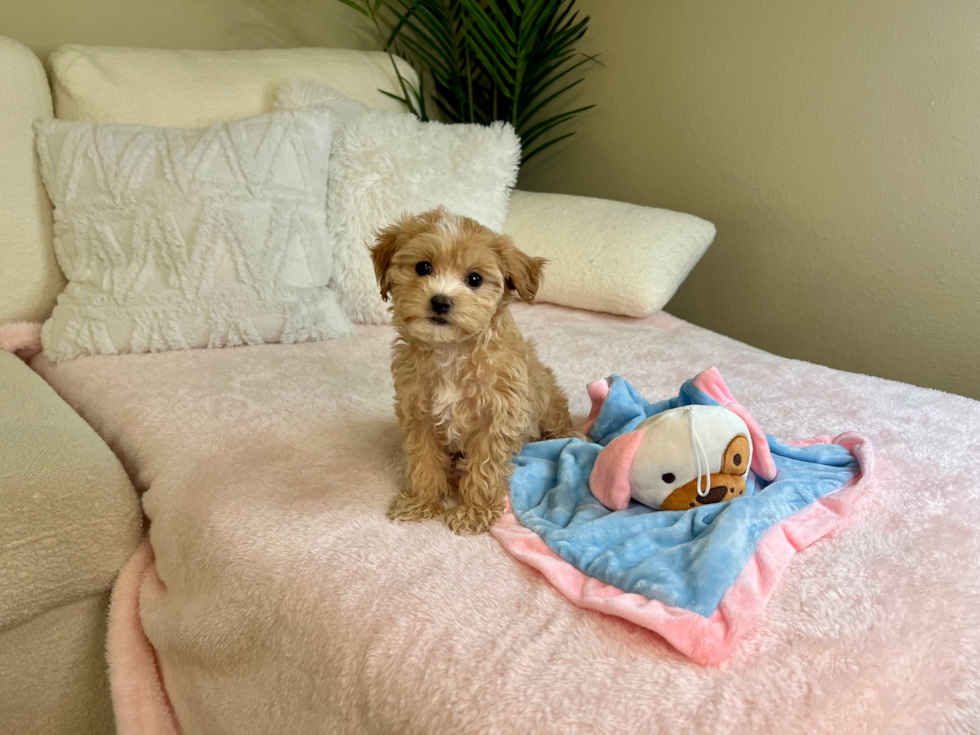 Maltipoo Puppy for Adoption