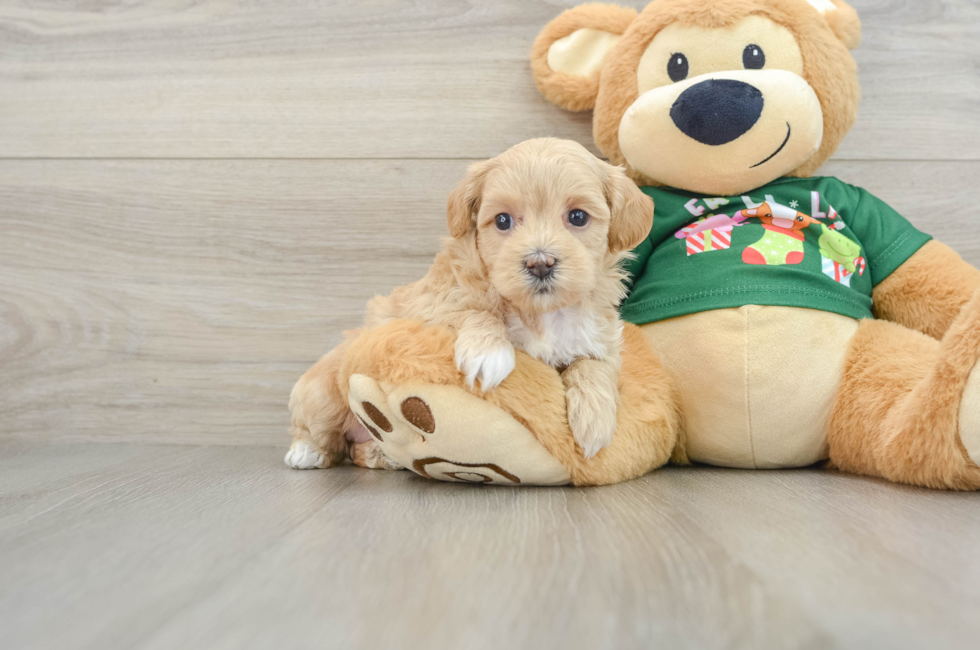 5 week old Maltipoo Puppy For Sale - Lone Star Pups