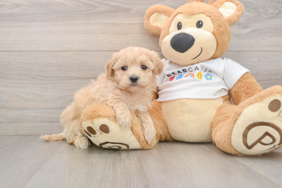 Hypoallergenic Malt Oodle Poodle Mix Puppy